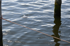 2021-08-14-Schmugglerfahrt-35